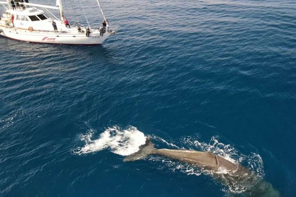 Story_gallery_Tethys_statica